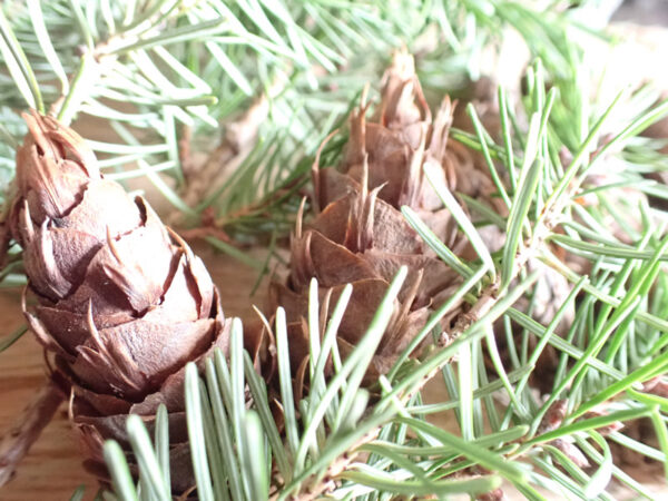 Douglas Fir Pine Cones Sachet Bags (pack of 5) - Image 2