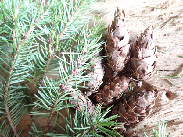 Douglas Fir Pine Cones Sachet Bags (pack of 5) - Image 5