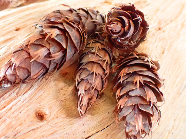 Douglas Fir Pine Cones Sachet Bags (pack of 5) - Image 4