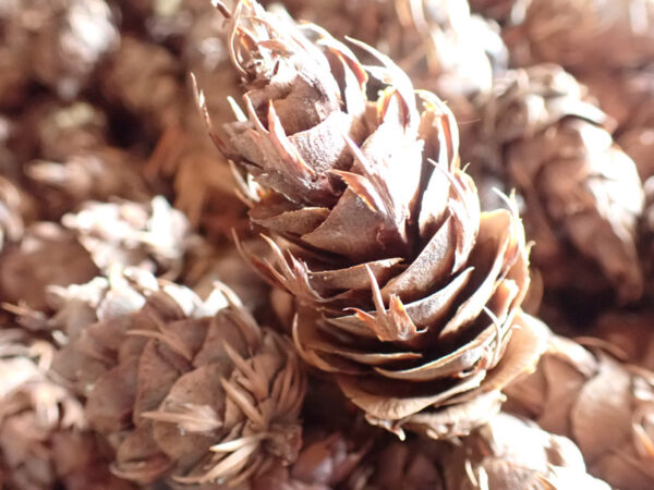 Douglas Fir Pine Cones Sachet Bags (pack of 5) - Image 3
